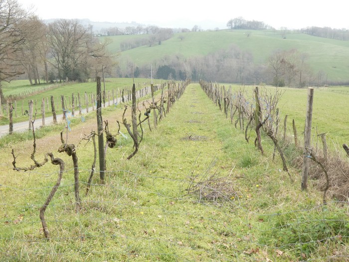 Geroago eta ardo egile gütiago badira Xiberoan !